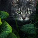 fourclansoftheforest avatar