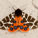 fourwingedwriter avatar