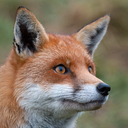 fox-friday avatar