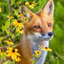 fox-in-flowers avatar