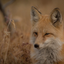fox-of-teumessos avatar