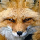 fox-power avatar