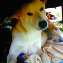 foxanddogfamilyseriousblog avatar