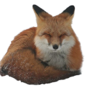 foxboyroadkill avatar