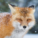 foxes-are-best avatar