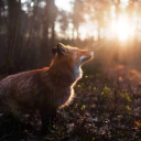 foxes-daily avatar