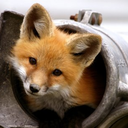 foxes-foxes-foxes avatar