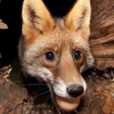 foxfacts avatar