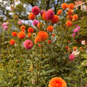 foxglovethicket avatar