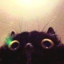 foxglovevibes avatar