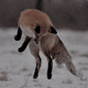 foxholeminyard avatar