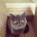 foxienonymous avatar