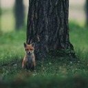 foxinatree avatar