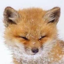 foxingoodtimes avatar