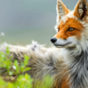 foxinthefield avatar