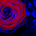 foxisafoxisafox avatar