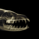 foxish-nonsense avatar