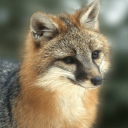 foxofgondolin avatar