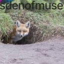 foxsdenofmuses avatar