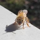 foxthebeekeeper avatar