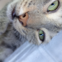 foxwafflesstuff avatar