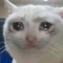 foxy-business avatar