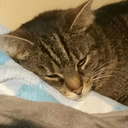 foxychan02-blog avatar