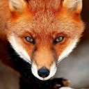 foxycrafterofgreenwood avatar