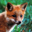 foxyfoxes avatar