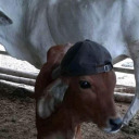 fr33-bu77-70uch3s avatar