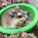 fraaaaankiiiiieee avatar