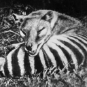 fractalfractures avatar