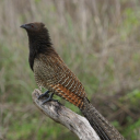 fractalssurreal avatar