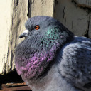 fracturedsmoke avatar