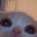 fragile-euphoria avatar