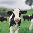 fragile-spirits avatar