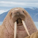 fragileandflowers avatar