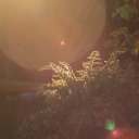 fragilepetalsdriftingoff avatar