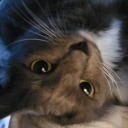 fragmentaerie avatar