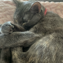 fragmentedlotus avatar