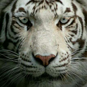 franciscojosedo avatar