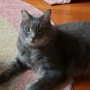 franciswilloughby avatar