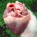 francybandeira-blog avatar