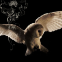 franken-fruit avatar