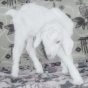 frankengirlxox avatar