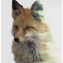 frankfurfandom avatar