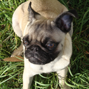 frankie-d-pug avatar