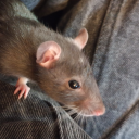 franklyfranksfranks avatar