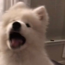 frankoceanluvr avatar