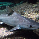 frankthegoblin avatar